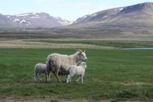 Wool, Iceland